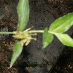 Commelina obliqua Leaf