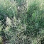 Equisetum telmateia Hoja
