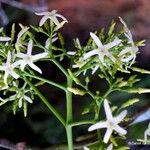 Alstonia costata Flor