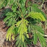 Albizia adianthifolia Delienn