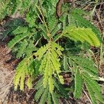 Albizia adianthifolia 葉