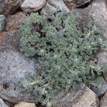 Artemisia umbelliformis Liść