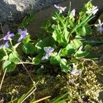 Viola rivinianaFlower