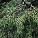 Diospyros polystemon Yeri