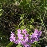 Phlox pilosa Fiore