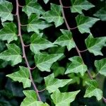 Hedera canariensis Leaf