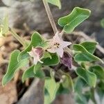 Philibertia parviflora 花
