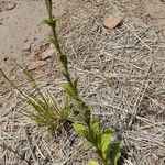 Petunia axillaris عادت داشتن