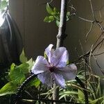 Clematis patensBlomst