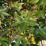 Liquidambar orientalisЛист