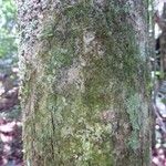 Conceveiba guianensis Кора