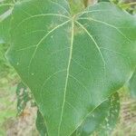 Thespesia populnea Leaf