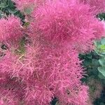 Cotinus coggygria花