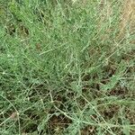 Echinophora tenuifolia Habit