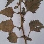 Chenopodium murale List