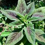 Amaranthus tricolor Liść