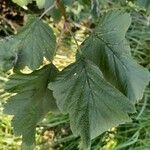 Scandosorbus intermedia Leaf