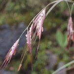 Tenaxia cumminsii Flor