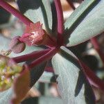 Euphorbia gayi Flower