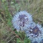 Globularia vulgaris 花