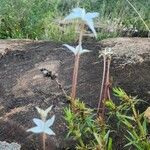 Conostomium quadrangulare Blomma