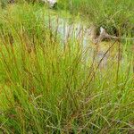 Carex heleonastes Costuma