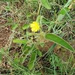 Sida ovata Flower