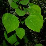 Populus tremula 葉