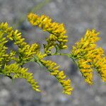 Solidago odora Цвят