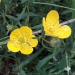 Ranunculus acris Цвят