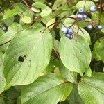 Cornus amomum Leaf