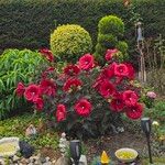 Hibiscus grandiflorus Çiçek