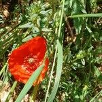 Papaver dubiumFlor