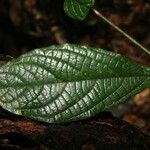 Cordia nodosa Blatt