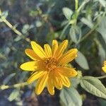 Helianthus divaricatus Çiçek