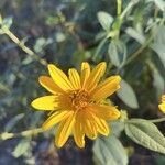 Helianthus divaricatusBlomst