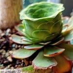 Aeonium aureum Leaf