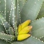 Aloe aculeata Flor