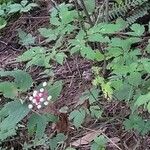 Actaea pachypodaFruto