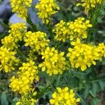 Sisymbrium austriacum Flower