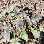 Geum canadense Leaf