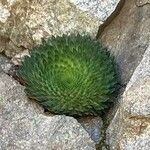 Saxifraga florulenta Blad