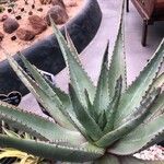 Aloe marlothii 葉