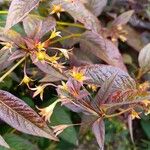 Lysimachia ciliata Flor