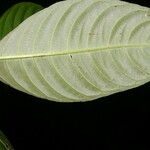 Psychotria guapilensis Blomst