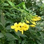 Chrysojasminum odoratissimum Квітка