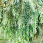 Picea brachytyla Hoja