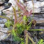 Drosera capensis Blad