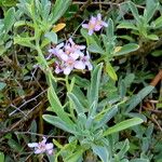 Hormathophylla spinosa Flower