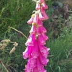 Digitalis thapsiFlower